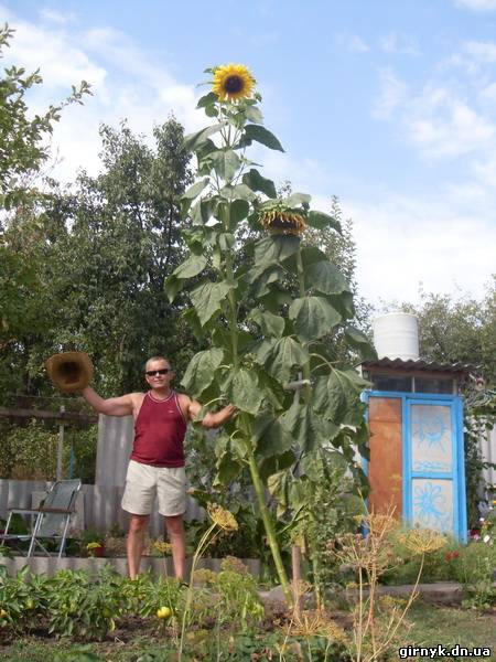 Житель Донецкой области вырастил 4-х метровый подсолнух (фото)