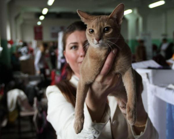 Донецк заполонили самые необычные коты мира (фото)