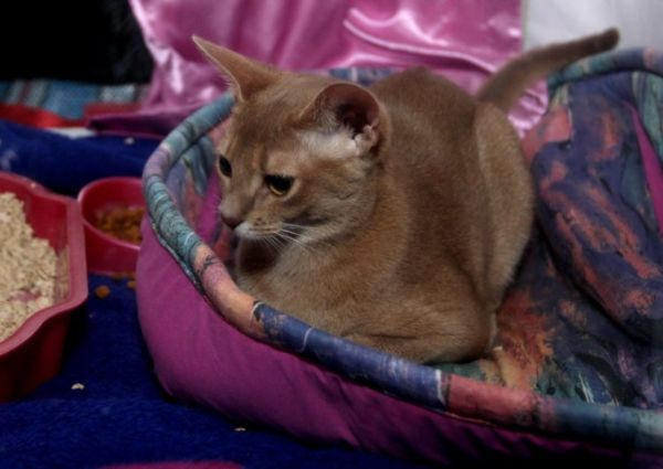 Донецк заполонили самые необычные коты мира (фото)