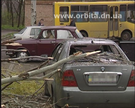 В Красноармейске падающие деревья крушат автомобили (фото + видео)