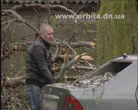 В Красноармейске падающие деревья крушат автомобили (фото + видео)