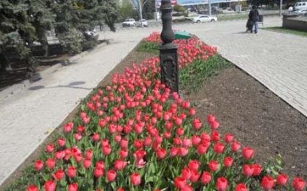 Донецк утонет в цвету тюльпанов (фото)