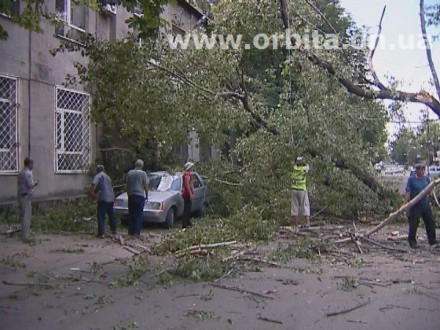 В Красноармейске упавшее дерево разбило автомобиль (фото)