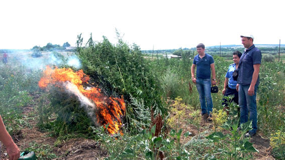 В Добропольском районе милиция обломала кайф наркоманам и уничтожила 1200 кустов конопли (фото)