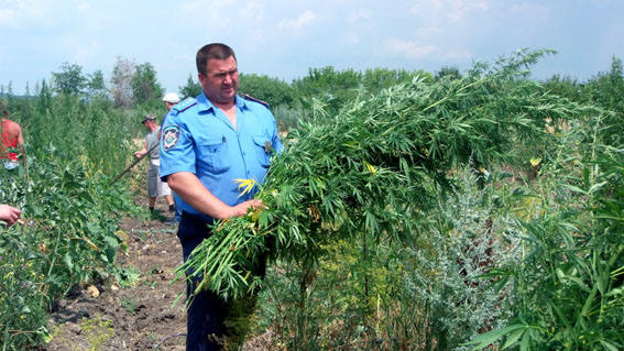 В Добропольском районе милиция обломала кайф наркоманам и уничтожила 1200 кустов конопли (фото)