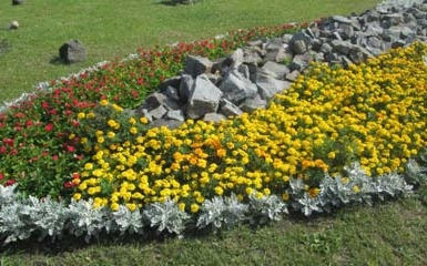 В Донецке пройдет грандиозная выставка цветов (фото)
