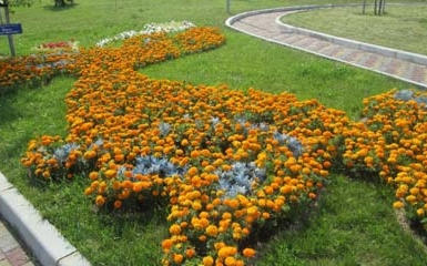 В Донецке пройдет грандиозная выставка цветов (фото)