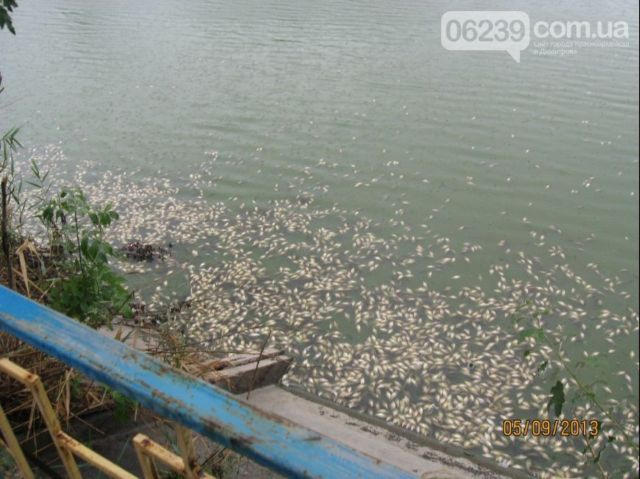 Какова истинная причина массовой гибели рыбы в водоеме Димитрова (фото)