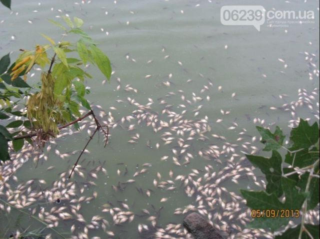 Какова истинная причина массовой гибели рыбы в водоеме Димитрова (фото)