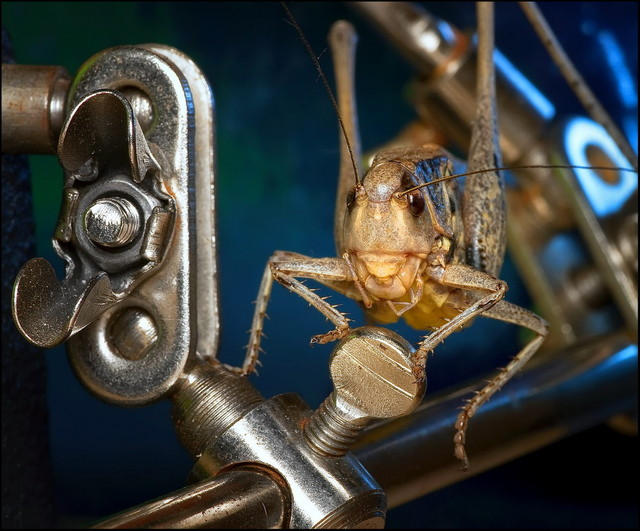 Фотограф-любитель из Донецка в качестве моделей использует насекомых (фото)