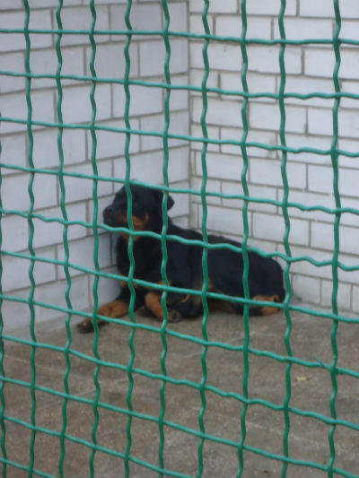 В Донецке открылся суперсовременный приют для бездомных собак (фото + видео)