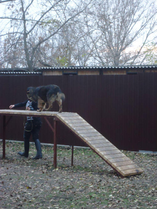 В Донецке открылся суперсовременный приют для бездомных собак (фото + видео)