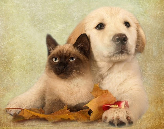 Донецкий фотограф в качестве моделей использует кошек и собак (фото)
