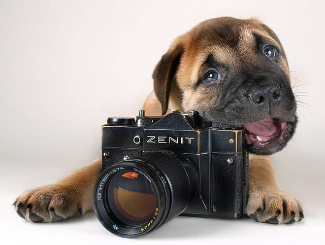 Донецкий фотограф в качестве моделей использует кошек и собак (фото)
