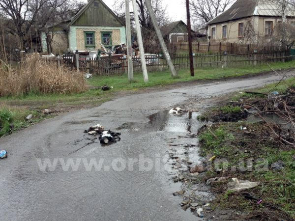В Красноармейске на улице появились тела мертвых собак (фото)