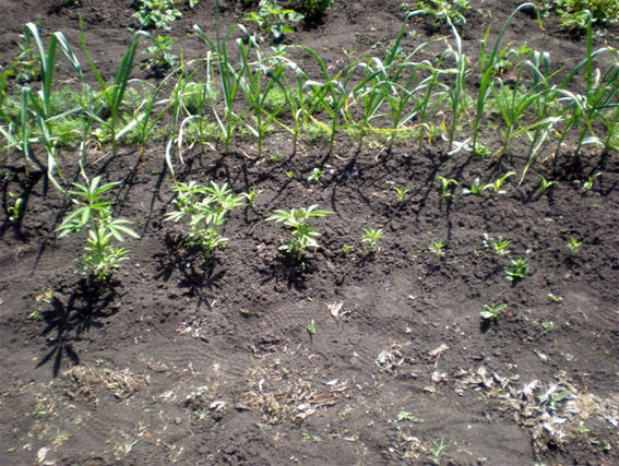 Житель Новогродовки занимался выращиванием конопли (фото)