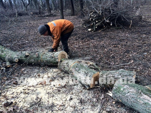 Жителей Красноармейска приглашают в парк… за дровами