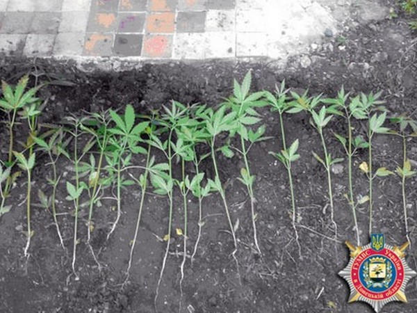 Милиция не дала собрать "урожай" наркоаграриям в Красноармейске и Родиском