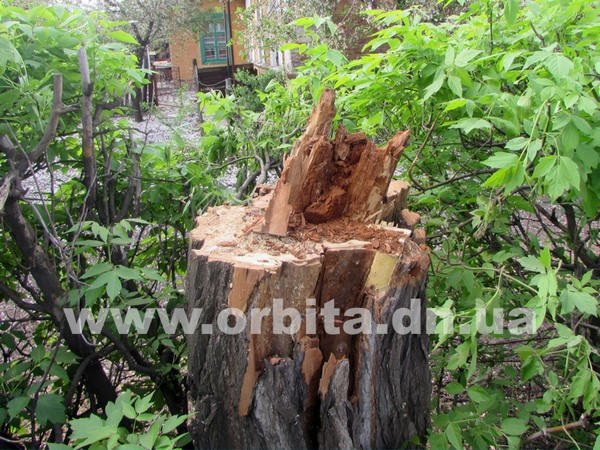 Пьяный житель Красноармейска, пытаясь спилить дерево, разрушил памятник и оборвал линии электропередачи (фото)