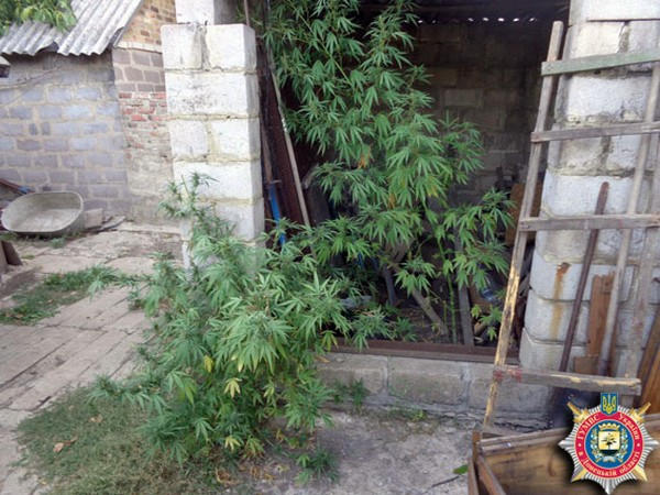 В Селидовском районе разоблачили изобретательного наркоагрария