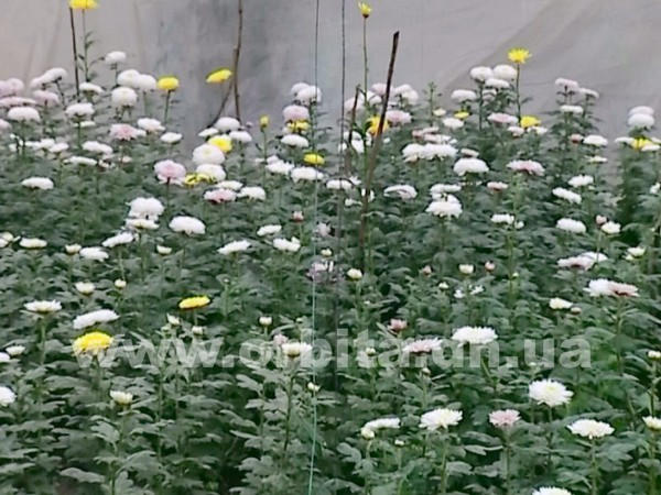 В Красноармейске расцвели хризантемы и подрастают сосны