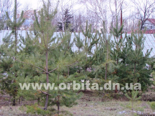 Сколь стоит новогодняя елка в Красноармейске