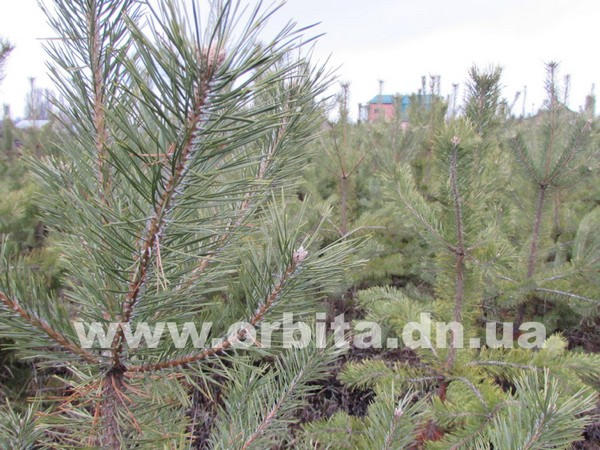 Сколь стоит новогодняя елка в Красноармейске