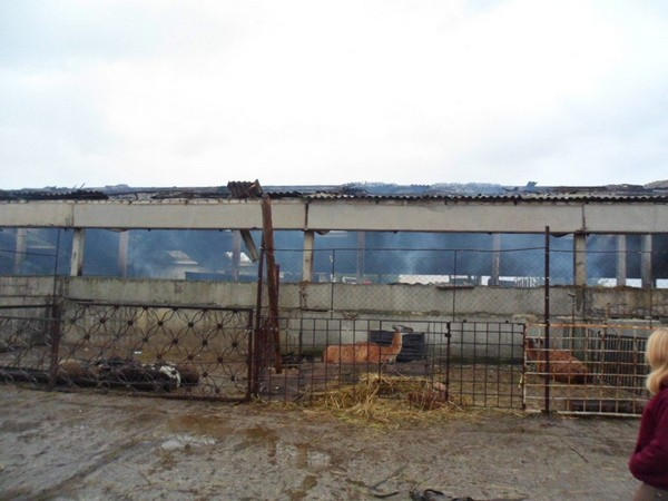 Жители Покровска не оставили в беде животных из сгоревшего зоопарка