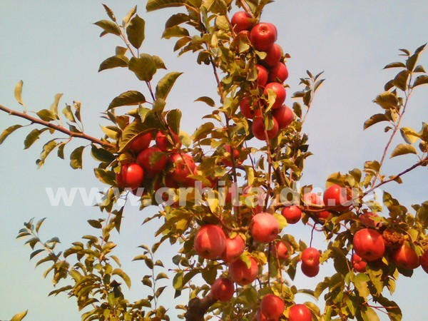 Покровский район накормит яблоками всех желающих