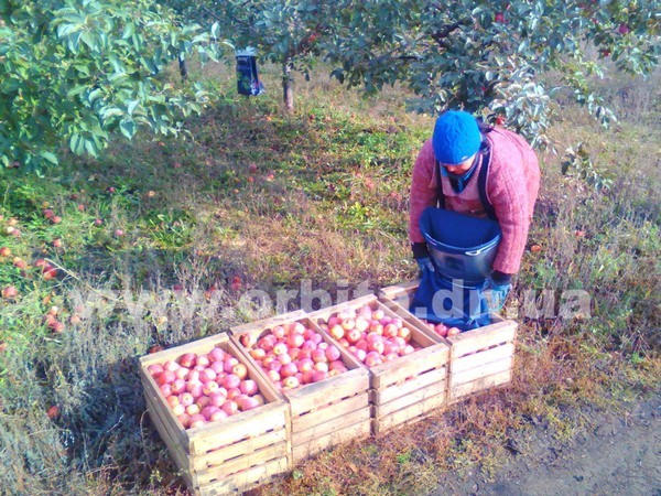 Покровский район накормит яблоками всех желающих