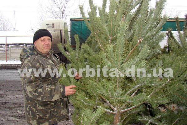Сколько стоят новогодние елки в Покровске и почему горожане не спешат их покупать