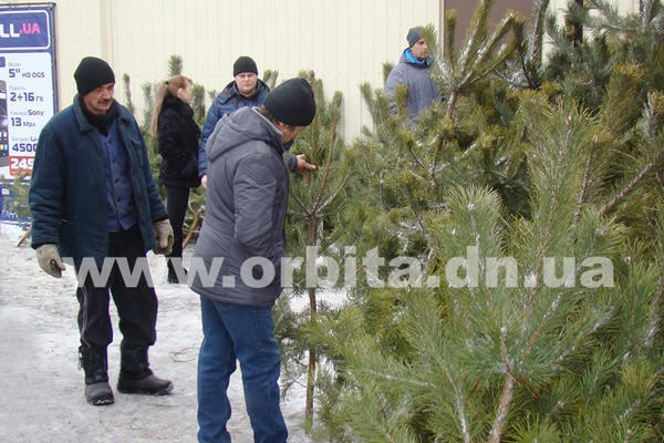 Сколько стоят новогодние елки в Покровске и почему горожане не спешат их покупать