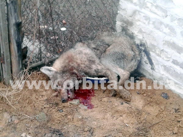 Стали известны подробности дерзкого нападения волка на жителя Покровского района