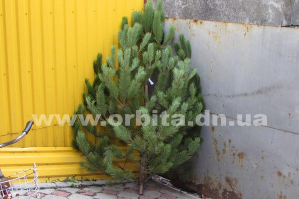 Почем продают новогодние елки в Покровске