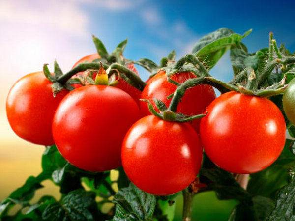 самые лучшие семена томатов