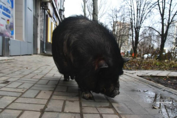 По центру Донецка разгуливала свинья
