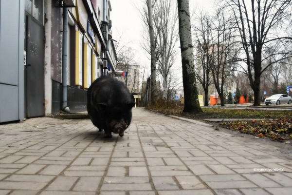 По центру Донецка разгуливала свинья
