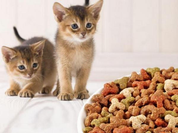 Почему стоит выбирать сухой корм для котов?