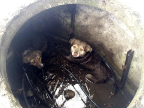 В Покровске собак из канализационного люка пришлось доставать с помощью лома