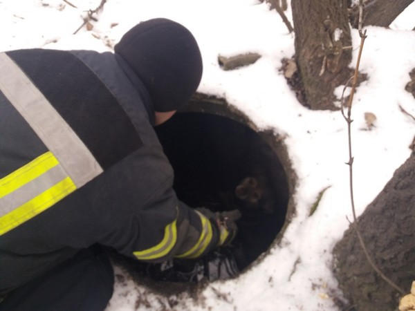 В Покровске собак из канализационного люка пришлось доставать с помощью лома
