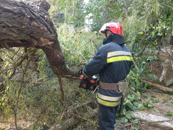 В Селидово упавшее дерево перекрыло проезжую часть