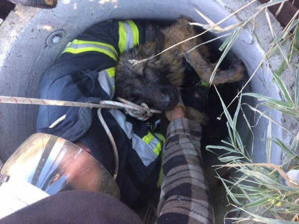 В Покровске спасателям чудом удалось спасти собаку, которая оказалась в ловушке