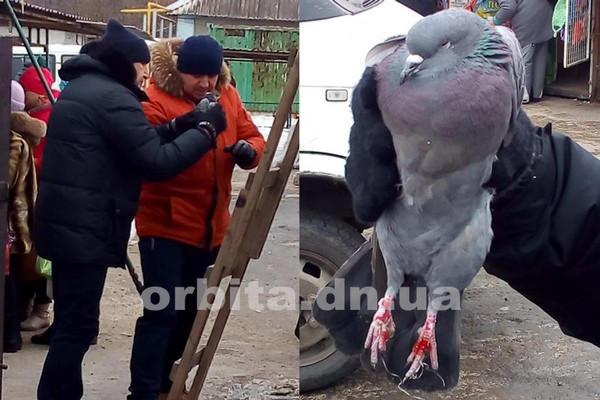 В Покровске прошла «операция» по спасению голубя