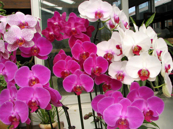 когда цветет орхидея в домашних условиях