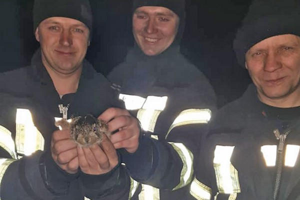В Покровском районе спасатели спасли зайчонка