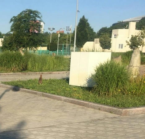 В оккупированном Донецке стадион «Донбасс Арена» облюбовали дикие животные