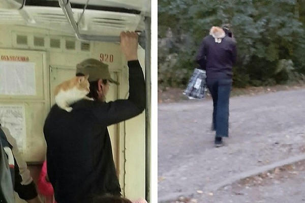 По улицам Донецка разгуливает мужчина с кошкой на голове