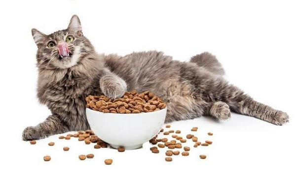 Как выбрать корм для кошек