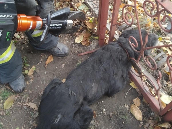 В Покровске застрявшую собаку пришлось освобождать спасателям