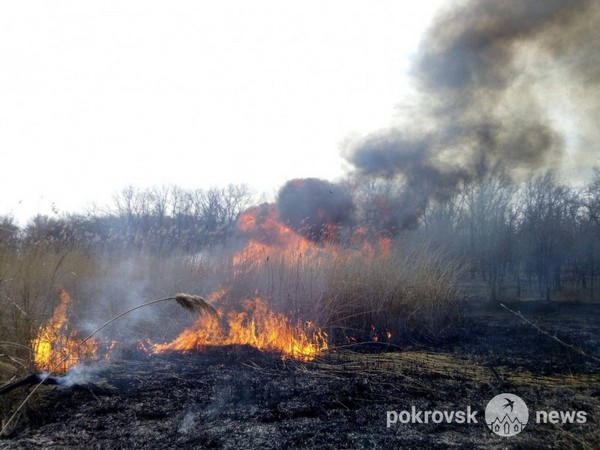 Спасатели около двух часов тушили масштабный пожар в парке Покровска